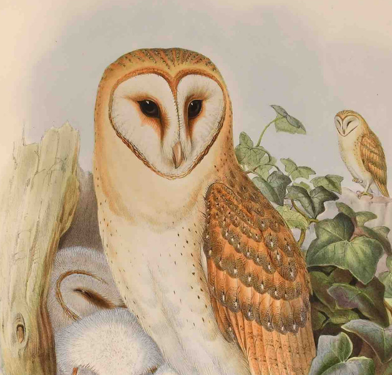John Gould, The Birds of Great Britain