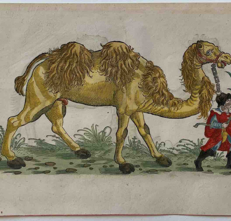 Woodcut of a dromedary and a camel from Conard Gesner's Icones Animalium (Zürich, C. Froschauer, 1553)